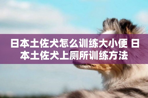 日本土佐犬怎么訓練大小便 日本土佐犬上廁所訓練方法