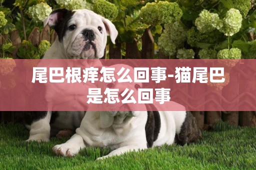 尾巴根癢怎么回事-貓尾巴是怎么回事