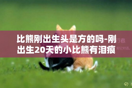 比熊剛出生頭是方的嗎-剛出生20天的小比熊有淚痕