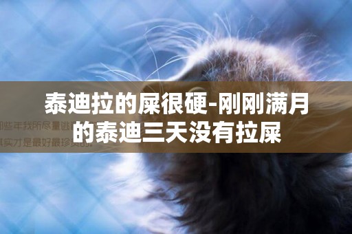 泰迪拉的屎很硬-剛剛滿月的泰迪三天沒有拉屎
