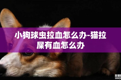 小狗球蟲拉血怎么辦-貓拉屎有血怎么辦