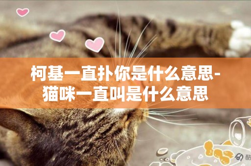 柯基一直撲你是什么意思-貓咪一直叫是什么意思