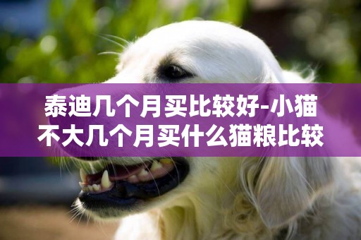 泰迪幾個月買比較好-小貓不大幾個月買什么貓糧比較好