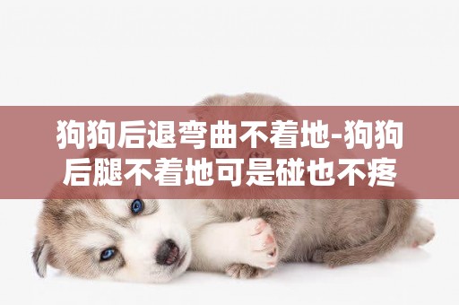 狗狗后退彎曲不著地-狗狗后腿不著地可是碰也不疼