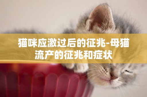 貓咪應激過后的征兆-母貓流產的征兆和癥狀