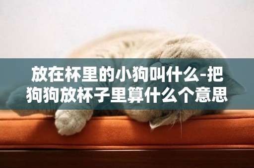 放在杯里的小狗叫什么-把狗狗放杯子里算什么個意思