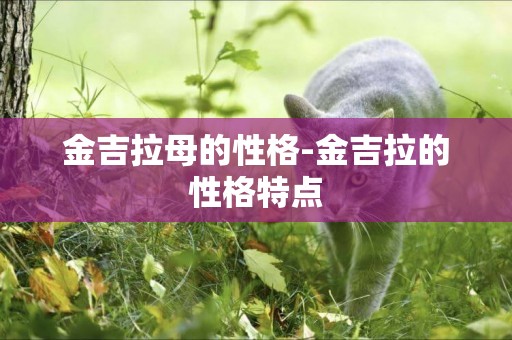 金吉拉母的性格-金吉拉的性格特點