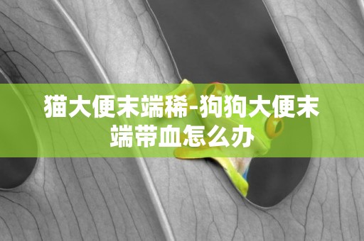 貓大便末端稀-狗狗大便末端帶血怎么辦