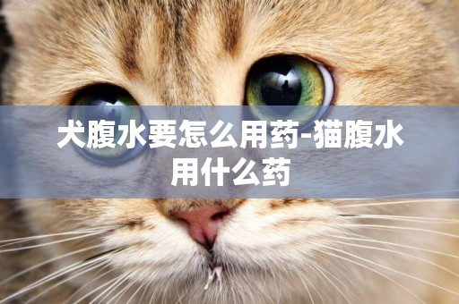 犬腹水要怎么用藥-貓腹水用什么藥