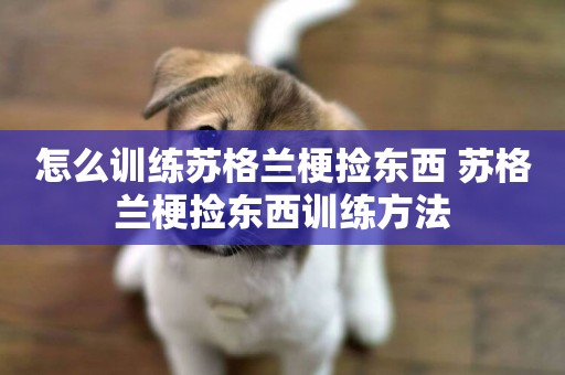 怎么訓練蘇格蘭梗撿東西 蘇格蘭梗撿東西訓練方法