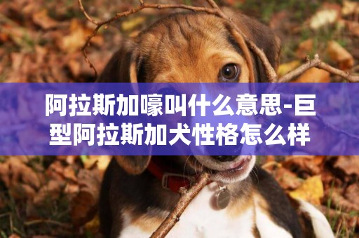 阿拉斯加嚎叫什么意思-巨型阿拉斯加犬性格怎么樣