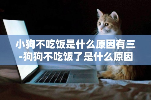 小狗不吃飯是什么原因有三-狗狗不吃飯了是什么原因