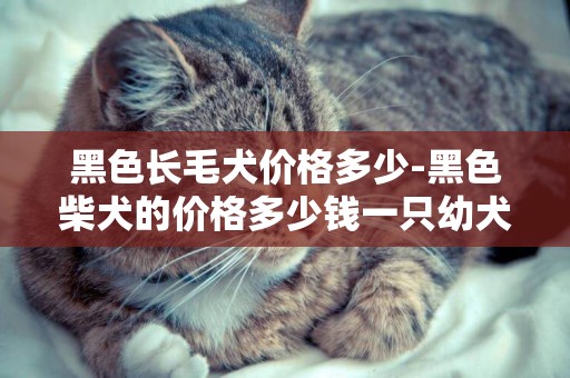 黑色長毛犬價格多少-黑色柴犬的價格多少錢一只幼犬
