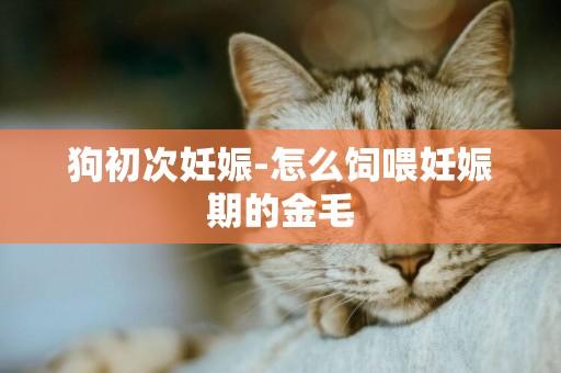 狗初次妊娠-怎么飼喂妊娠期的金毛