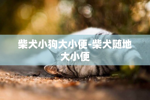 柴犬小狗大小便-柴犬隨地大小便