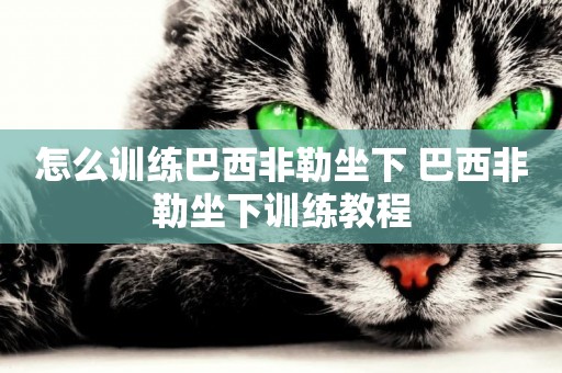 怎么訓練巴西非勒坐下 巴西非勒坐下訓練教程