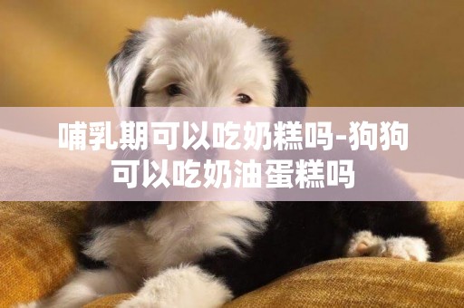 哺乳期可以吃奶糕嗎-狗狗可以吃奶油蛋糕嗎