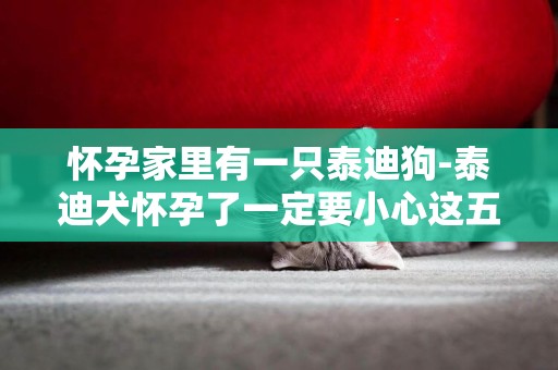 懷孕家里有一只泰迪狗-泰迪犬懷孕了一定要小心這五點