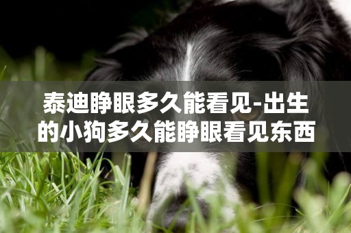 泰迪睜眼多久能看見-出生的小狗多久能睜眼看見東西