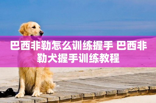 巴西非勒怎么訓練握手 巴西非勒犬握手訓練教程