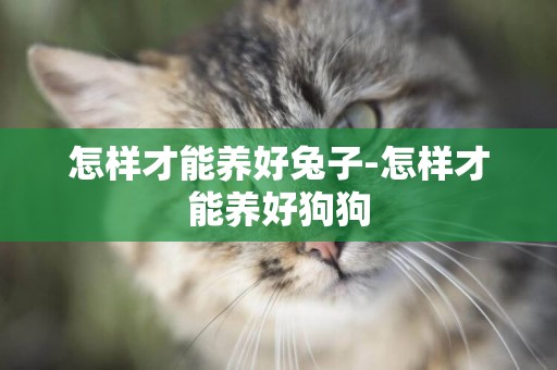 怎樣才能養好兔子-怎樣才能養好狗狗