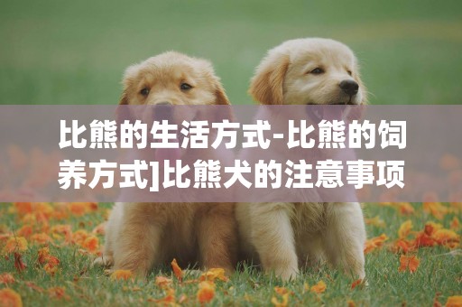 比熊的生活方式-比熊的飼養方式]比熊犬的注意事項