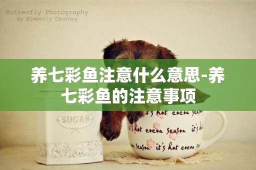 養七彩魚注意什么意思-養七彩魚的注意事項
