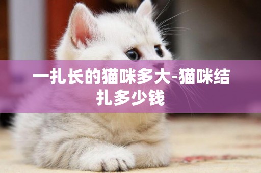 一扎長的貓咪多大-貓咪結扎多少錢