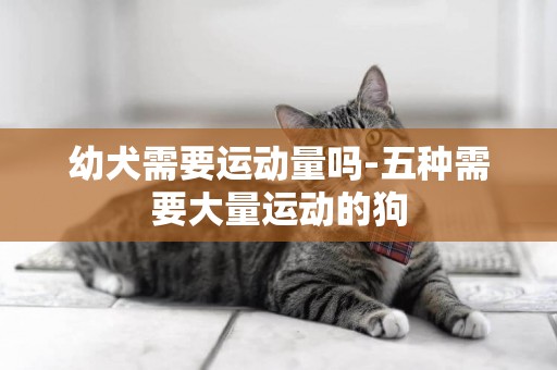 幼犬需要運動量嗎-五種需要大量運動的狗