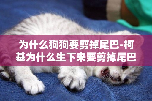 為什么狗狗要剪掉尾巴-柯基為什么生下來要剪掉尾巴
