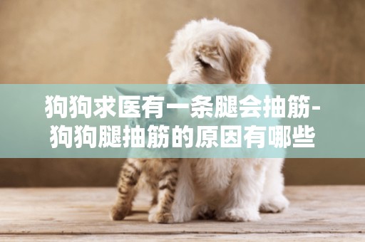 狗狗求醫有一條腿會抽筋-狗狗腿抽筋的原因有哪些