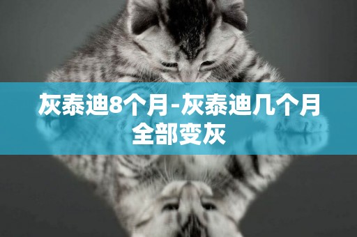 灰泰迪8個月-灰泰迪幾個月全部變灰