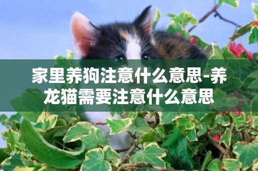 家里養狗注意什么意思-養龍貓需要注意什么意思