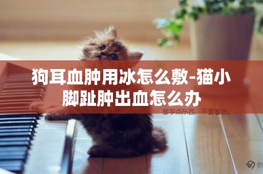狗耳血腫用冰怎么敷-貓小腳趾腫出血怎么辦