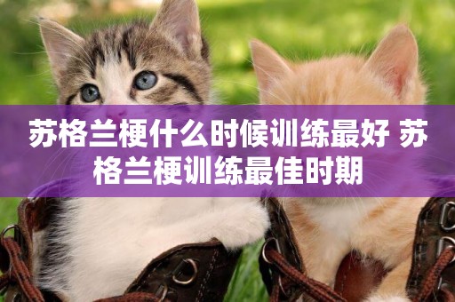 蘇格蘭梗什么時候訓練最好 蘇格蘭梗訓練最佳時期