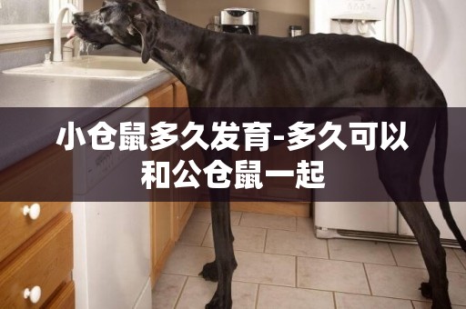 小倉鼠多久發育-多久可以和公倉鼠一起