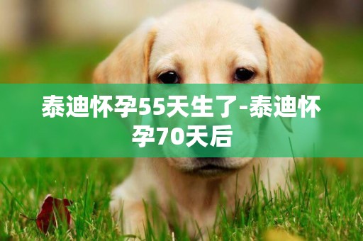 泰迪懷孕55天生了-泰迪懷孕70天后