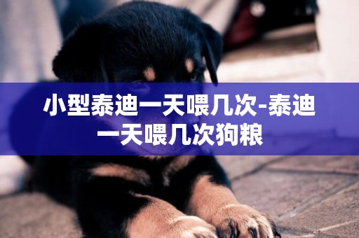 小型泰迪一天喂幾次-泰迪一天喂幾次狗糧