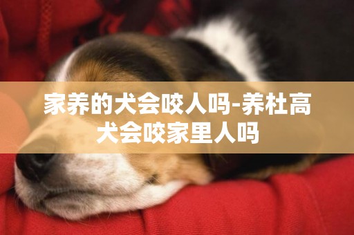 家養的犬會咬人嗎-養杜高犬會咬家里人嗎