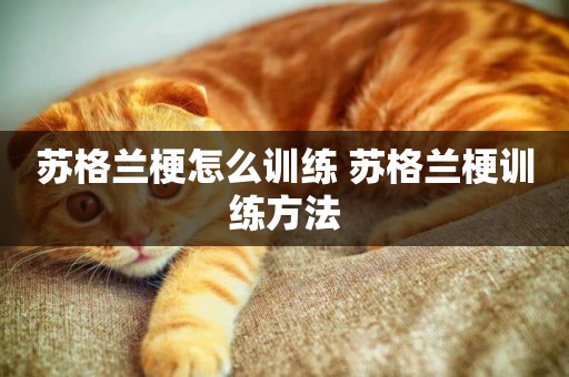 蘇格蘭梗怎么訓練 蘇格蘭梗訓練方法