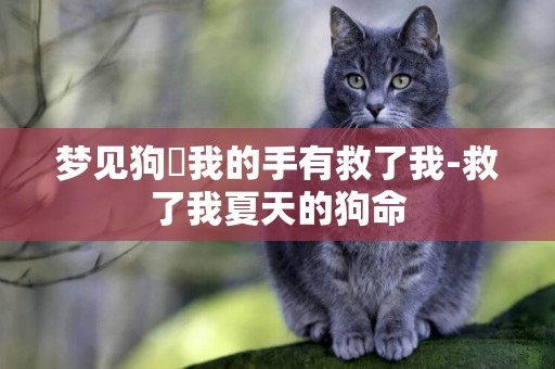 夢見狗呑我的手有救了我-救了我夏天的狗命