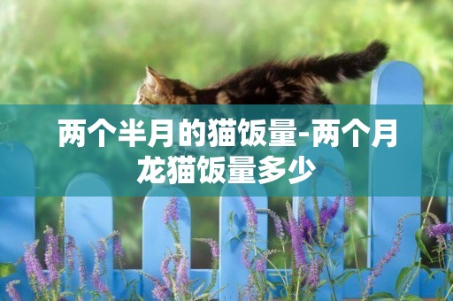 兩個半月的貓飯量-兩個月龍貓飯量多少