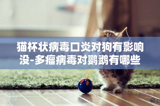 貓杯狀病毒口炎對狗有影響沒-多瘤病毒對鸚鵡有哪些影響