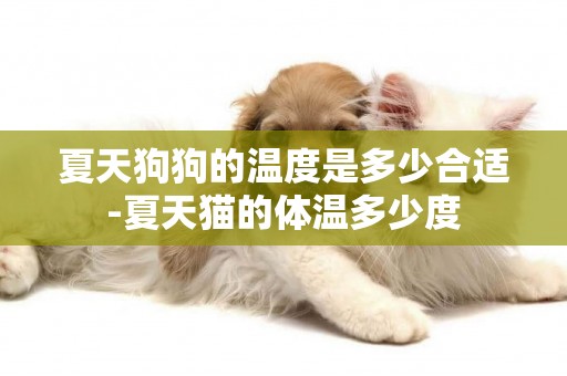 夏天狗狗的溫度是多少合適-夏天貓的體溫多少度