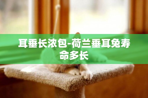 耳垂長濃包-荷蘭垂耳兔壽命多長