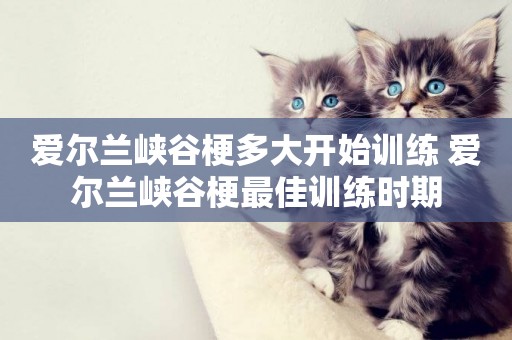 愛爾蘭峽谷梗多大開始訓練 愛爾蘭峽谷梗最佳訓練時期