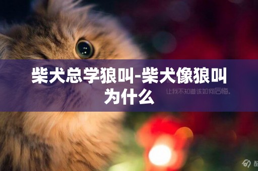 柴犬總學狼叫-柴犬像狼叫為什么