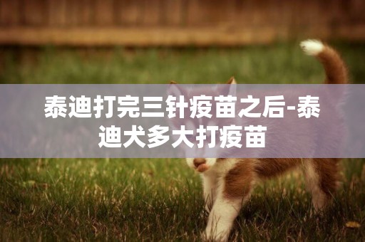 泰迪打完三針疫苗之后-泰迪犬多大打疫苗