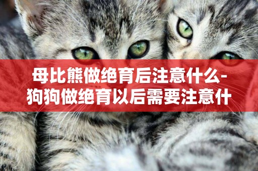 母比熊做絕育后注意什么-狗狗做絕育以后需要注意什么