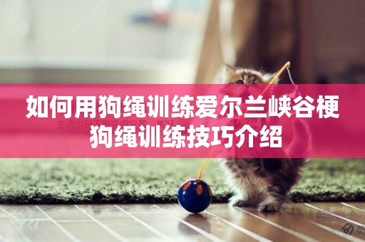如何用狗繩訓練愛爾蘭峽谷梗 狗繩訓練技巧介紹